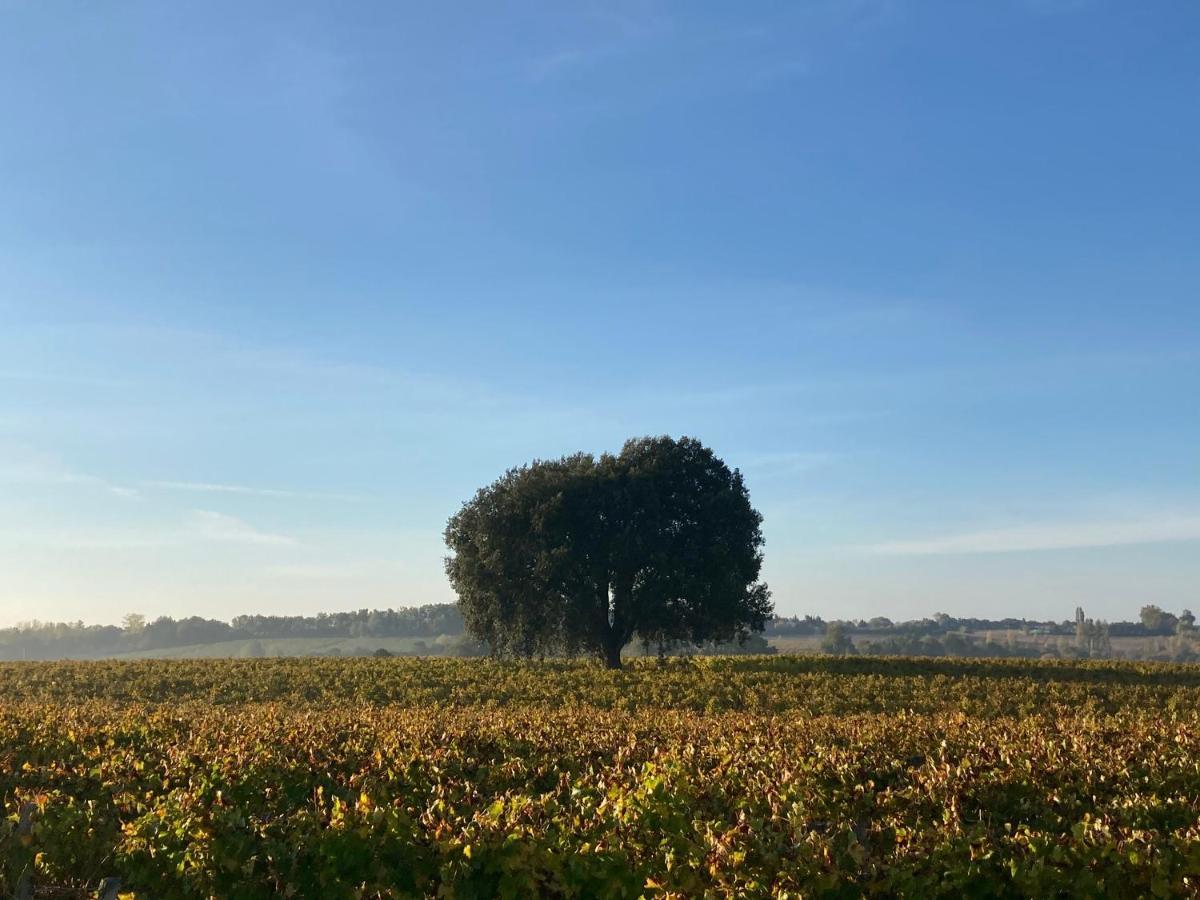 " Venez Dormir Chez Nous " #Condom#Gascogne#D'Artagnan#Armagnac#Le Bonheur Est Dans Le Gers エクステリア 写真